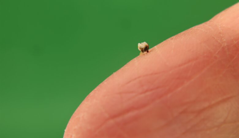 Bee Venom Therapy